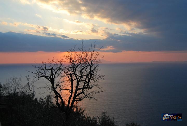 albero al tramonto.JPG